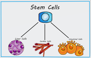 Dynamic Stem Cell 